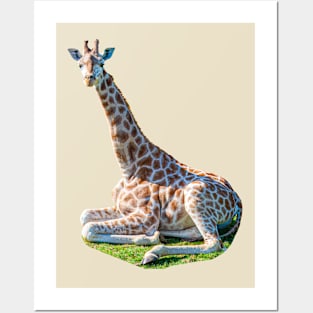 Just sat sitting Giraffe! Posters and Art